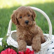 F1 labradoodle puppies near me. Mini Labradoodle Puppies For Sale Adopt Your Puppy Today Infinity Pups