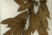 Image result for Ficus barteri