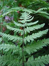 Image result for Thelypteridaceae