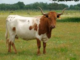 Pin By Jim Durham On Spain 1 Cattle Breeds Breeds Cattle Two By Two