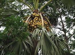 The borough of palmyra web site may contain hypertext or links to other web sites, which are not owned, operated, controlled or regularly reviewed by borough officials, and the borough is not. Asian Palmyra Palm Products Cameroon Asian Palmyra Palm Supplier