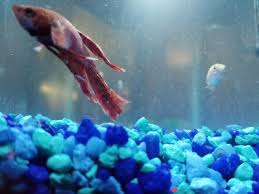 To prevent betta fish ich there are a few steps you can take to make the aquarium an inhospitable place for the parasite. Hey There Curious If My Male Betta Has Fin Rot Or Ich 10 Gallon Tank 5 Others And A Snail He Had White Spots All Over Him Treated For Ich Last Night