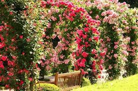 The top ten most beautiful roses in the world. The Charming And Romantic Beauty Of A Splendid Rose Garden