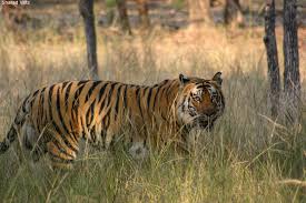 Tiger Safari in Bandhavgarh National Park - Tiger Safari India Blog