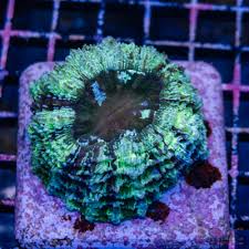 Image result for Aphanocalyx richardsiae