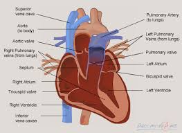 Also present on the hearts surface is a network of arteries known as coronary arteries (figure 1). Gcse Biology Heart Notes Note