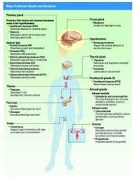 Image Result For Endocrine System Hormones Chart Endocrine