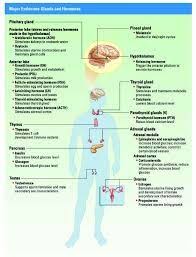 image result for endocrine system hormones chart endocrine