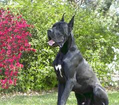 Great dane puppies for sale in florida select a breed. Victory Great Danes Home Of Quality Blues And Blacks