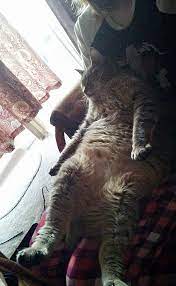 Find the newest omoshiroi cat meme. Omoshiroi On Twitter Is Hold