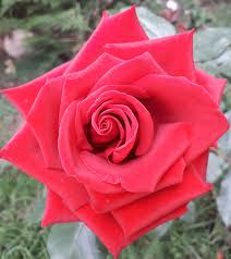 Image result for Rosa sp.