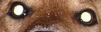 Dogs see in total darkness the same way us humans do. Can German Shepherds See In The Dark All About Shepherds