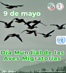En méxico el grupo faunístico con mayor número de registros de especies extintas o en peligro de extinción corresponde al de las aves. 10 De Mayo Dia Mundial De Las Aves Migratorias Efemerides