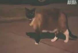 Hirsiz Kedi Dusty