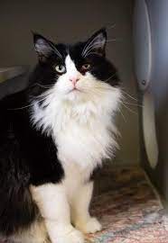 Kittens and cats for adoption near me. Long Hair Kittens For Adoption Near Me