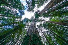 They can produce lumber, support jobs, safeguard clear waters, and provide refuge for countless forest on a cutover california hillside thick with scrubby redwoods, scotch broom, and poison oak, mike fay missed a step, started to slide, and felt a stiletto. Giant Redwood Trees In The Redwoods National Park Indivstock