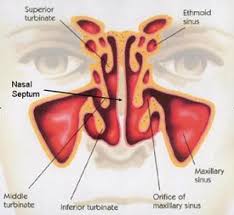 The nasal septum is the wall separating the two sides of the nose. Deviated Nasal Septum New England Ent Facial Plastic Surgery N Andover Haverhill Ayer Salem Nh