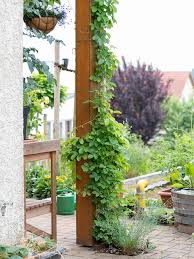 Denn sie haben eine unvergleichbar romantische und. Winterharte Kletterpflanzen Am Haus Fur Jeden Standort