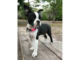 ⤵ look out for boston terrier merch bostonterrier.world. 11 Weeks Boston Terrier Puppies Animals San Antonio Texas Announcement 97676