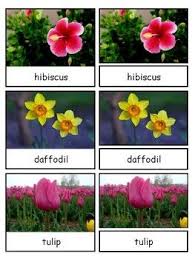Maybe you would like to learn more about one of these? Flowers Montessori 3 Part Cards Safari Flowers Toob In 2021 Insects Preschool Cards Inspired Learning