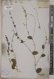 Image result for Pleurolobus