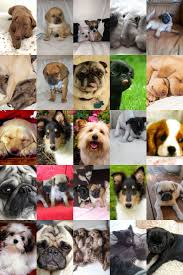 See 195 traveller reviews, 74 candid photos, and great deals for lotus bed & breakfast, ranked #4 of 191 b&bs / inns in yangon region and rated 4.5 of 5 at tripadvisor. 24 Hour Pet Clinic In Yangon Petshop