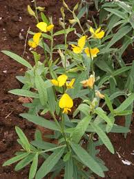 Image result for Crotalaria juncea