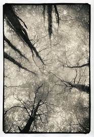 Cong Forest Co Mayo Ireland Print Ireland Forest Red Filter