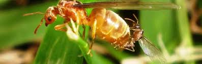 Some of the pests listed as impacted include rodents, cockroaches, ants, mosquitoes, and spiders. How To Get Rid Of Flying Ants Pest Control Zone