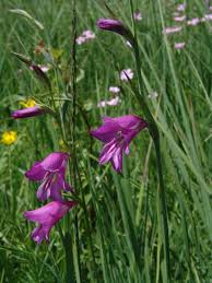 Image result for Afrosolen coeruleus