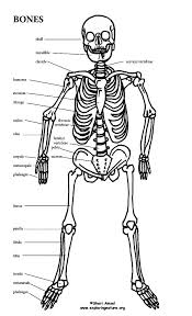 Make A Model Of The Human Skeleton Human Skeleton Human Skeleton Parts Life Size Skeleton