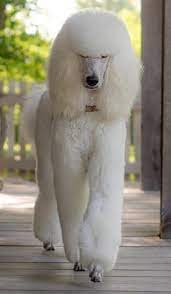 Maybe you would like to learn more about one of these? Pin On Poodle Cuts