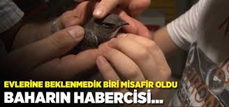Ebabil Kusu Istanbul Da Bir Eve Misafir Oldu