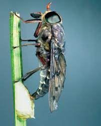 Visit our pest library to inform yourself about the pests found in north carolina & virginia. Horse Flies And Deer Flies Tabanidae Sciencedirect