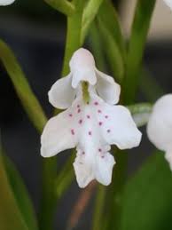 Image result for Cynorkis kassneriana