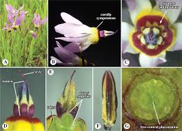 Image result for Gomphocarpus tenuifolius