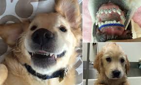 Golden Retriever Puppy Who Has To Wear Braces Becomes An Instant Hit Online Daily Mail Online