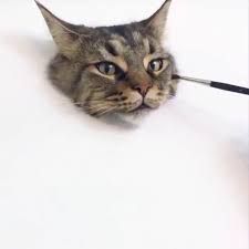 Pin On Cat 202