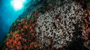 La pesca dei datteri di mare, da. La Roba I Baba La Situazione I Predoni Del Mare Di Napoli E La Pesca Illegale Dei Datteri La Repubblica