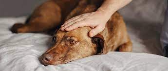 Treatment Plans For Routine And Refractory Canine Epilepsy
