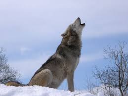 Check spelling or type a new query. Dreams About Wolves Dream Meanings Explained Huffpost Life