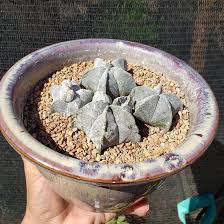 Wolfgang is obviously strong, but how does this translate? Everything You Didn T Know About The Star Cactus Astrophytum Asterias Cactus Seeds Cactus Succulent Planter