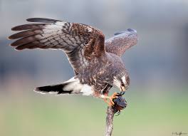 Peregrine Falcon Birds Of Prey New York Snail Kite Birds Of Prey Kites Birds North American Wildlife Raptors Bird