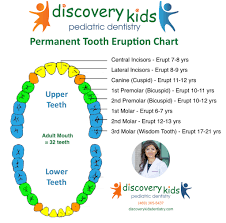 Feb 25, 2021 · the average first baby tooth erupts at 6 or 7 months, but first teeth may emerge at around 12 months old (or even later). Permanent Tooth Eruption Pediatric Dentist In Frisco
