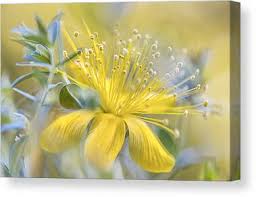 Image result for Hypericum quartinianum
