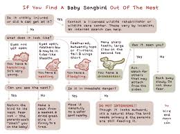 What To Do If You Find A Baby Bird Flowcharts Flowchart