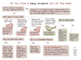 what to do if you find a baby bird flowcharts flowchart