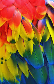 Bird With Orange Feathers Under Wings Macaw Primary Colors By Michael Fitzsimmons Macaw Feathers Parrot Feather Macaw