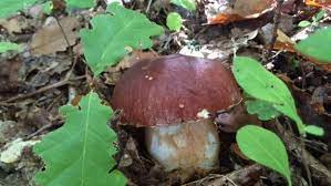 En dordogne, de plus en plus de propriétaires de bois privés font appel à des gardes assermentés pour protéger leurs parcelles des cueilleurs » au contraire des animaux, les champignons sont donc la propriété de celui qui possède la parcelle. Carte Dordogne Ou Ramasser Des Champignons Legalement Et Sans Probleme