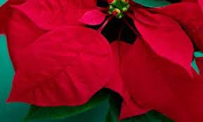 Aspca List Of Poisonous Plants For Cats Dogs Poinsettia Is Not One Of Them Toxic Plants For Cats Cat Plants Benadryl For Cats